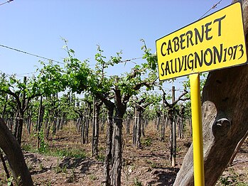 Cabernet Sauvignon mené en hautain (Argentine) 1973