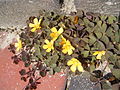 Oxalis corniculata