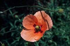 Papaver dubium във Вестервалд, Германия