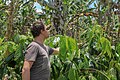 Plantation de guarana devant des bananiers, Brésil, 2019. Le guarana est utilisé pour la production industrielle de caféine et d'autres alcaloïdes destinés aux sodas, boissons stimulantes et compléments énergisants.