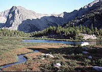 Forêt de Shoshone