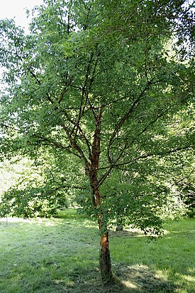 Kuparivaahtera arboretumissa Rendeux'ssa Belgiassa