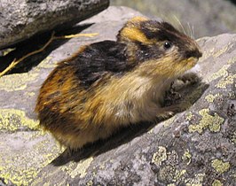 Lemming norvegian (Lemmus lemmus)