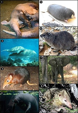 1 — Трубкозуб, 2 — Дюгонь, 3 — Хоботковая собачка Петерса, 4 — Американский ламантин, 5 — Капский златокрот, 6 — Капский даман, 7 — Африканский слон, 8 — Обыкновенный тенрек