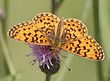 Boloria selene