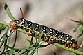 Caterpillar of the Spurge Hawk-moth, with vivid warning colors