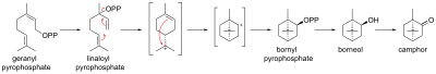 Biosynthesis of camphor from geranyl pyrophosphate