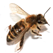 Phorid fly (centre left) is laying eggs in the abdomen of a worker honey-bee, altering its behaviour.