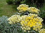 Helichrysum orientale