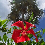 Hibiscus dan pohon palem di Pulau Cayman Besar