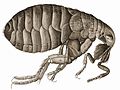 Flea, by Robert Hooke