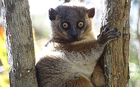 Hubbard's sportive lemur, Zombitse NP