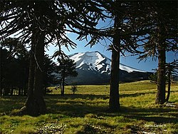 Summer in Lonquimay