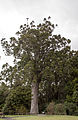 The McKinney kauri tree, one of the oldest kauri trees in the Auckland Region
