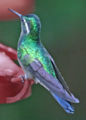 Colibri Thalassinus