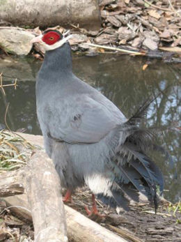 Kék fülesfácán (Crossoptilon auritum)