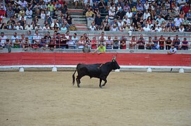 Bullring