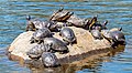 Image 12Pond sliders (red and yellow) and a river cooter fighting for basking space