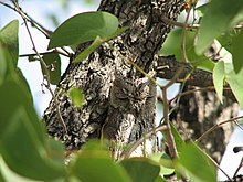 目を閉じたフクロウが、同じような色をした木の幹の前にいる。部分的に木の葉に隠れている。