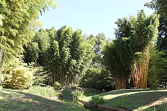 Bambouseraie en Cévennes.