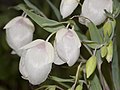 Calochortus albus -mariposaliljalaji