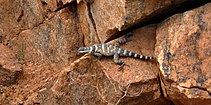 Crevice spiny lizard (Sceloporus poinsettii), Mason County, Texas, USA (9 May 2014)