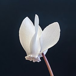 Fleur de cyclamen de Naples de cultivar 'Album'. (définition réelle 3 456 × 3 456)