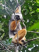 Diademed sifaka and baby at Périnet