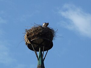 Storchennest auf dem Kirchturm