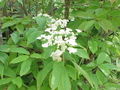 H. arborescens 'Discolor'