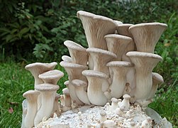 Pleurotus eryngii (Pleurotaceae)