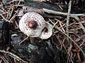 !!Lepiota felina!!