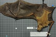 Brown bat