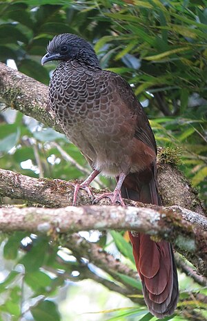 Kolombia ortalo