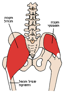 שריר העכוז האמצעי ושריר העכוז הגדול במבט אחורי