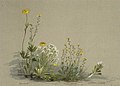 Ranunculus, myosotis australis (yellow forget-me-not)., notothlaspi australe