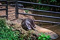 Pygmy hippopotamus