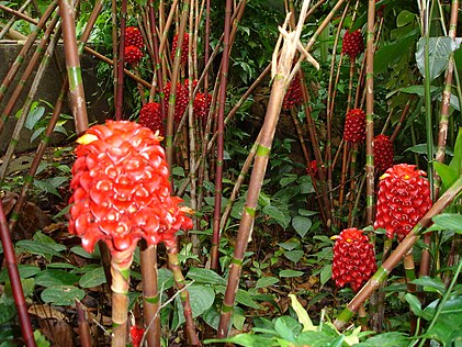 Tapeinochilus ananassae (wax ginger)