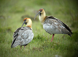 Zwartmaskeribis