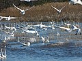 Tundra swans alight at Mattamuskeet National Wildlife Refuge in North Carolina