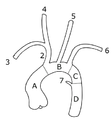 Anatomisk inndeling av starten på livpulsåra.