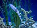 Image 1Bigfin reef squid at Monterey Bay Aquarium