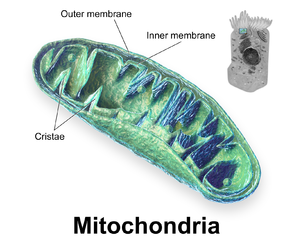 Mitochondria.