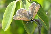 Adult, anterodorsal view.