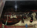 Bubba, a 22-pound lobster on display at the store