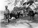 20 वीं सदी की शुरुआत में इंडोनेशिया के सुंबावा में पानी की भैंस पैक करें