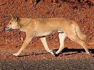 Chien sauvage d'Australie (C. dingo).