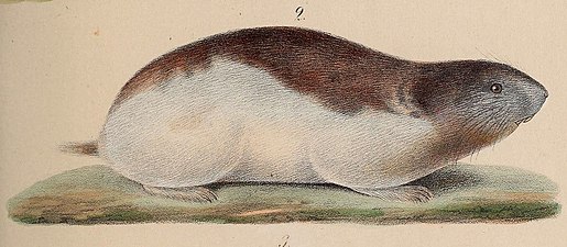 Lemming gulerat⁠(d) (Dicrostonyx torquatus), cel mai frecvent mamifer de pe Severnaia Zemlea.