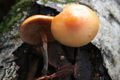 Galerina marginata