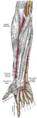 The radial and ulnar arteriesالشريانان الكعبريّ والزندي.